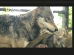 DVB-S2 National Geographic Portugal 00